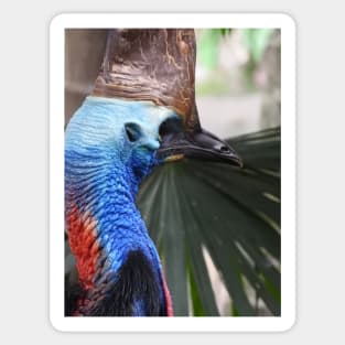 Cassowary Sticker